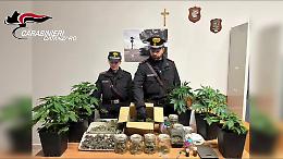 Serre in casa per coltivare marijuana, arrestato un 55enne nel Vibonese