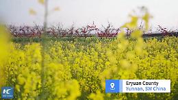 Cina: le fioriture primaverili richiamano visitatori a Dali