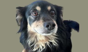 Ha vegliato il corpo della sua padrona, ora Pick cerca una nuova famiglia