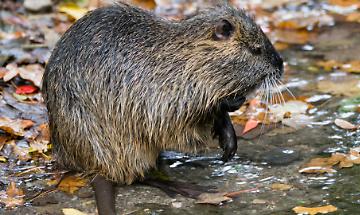 Nutrie a un passo dalle case