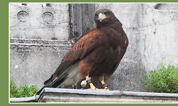 Falchi in volo per scacciare i piccioni