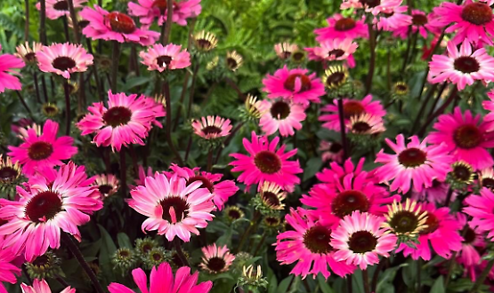 Le Invasioni Botaniche