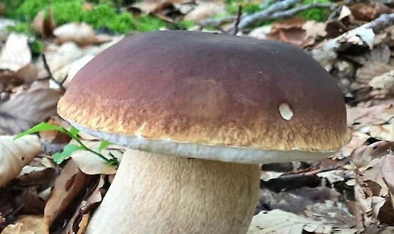 Funghi in tavola, quali scegliere. Attenzione ai funghi tossici