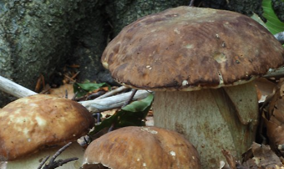 Conoscere i funghi: come determinarli