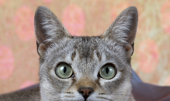 Petsfestival, il più grande evento italiano dedicato agli animali