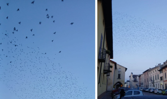 Enorme gruppo di storni nel cielo del Borgo, lo spettacolo della 'murmuration'