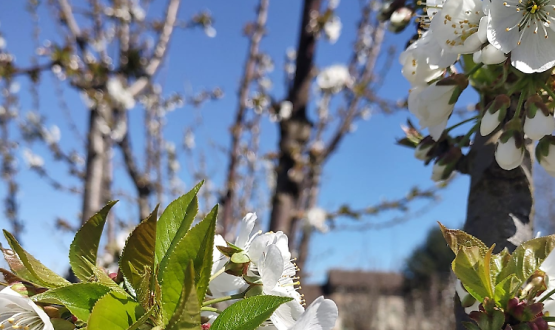 Con la Primavera torna la tradizionale Festa dei Ciliegi in Fiore