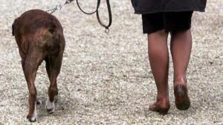 Il mio cane sporca al cimitero e mi minacciano di morte