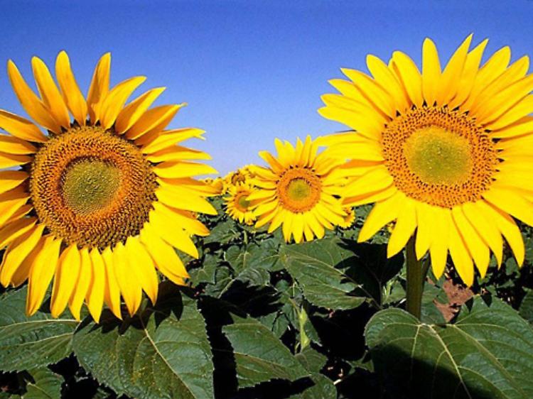 La festa dei girasoli: a Torbole Casaglia (Bs) dal 12 al 14 luglio