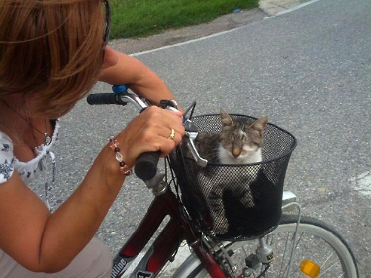 Tanti,troppi animali abbandonati