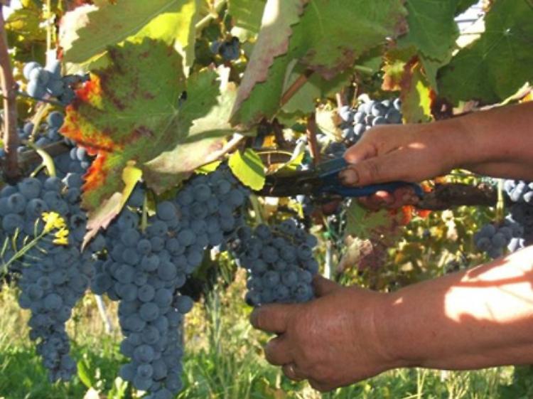 Lombardia, protocollo anti-Covid per lavoratori stagionali