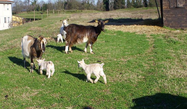 Sei nuovi nati nella famiglia delle caprette tibetane