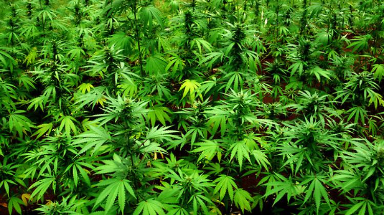 Doping: Wada, la Cannabis rimane tra le sostanze proibite