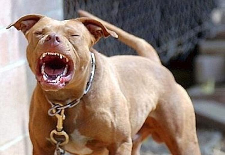Azzannato agli arti inferiori dal pitbull dell'amica
