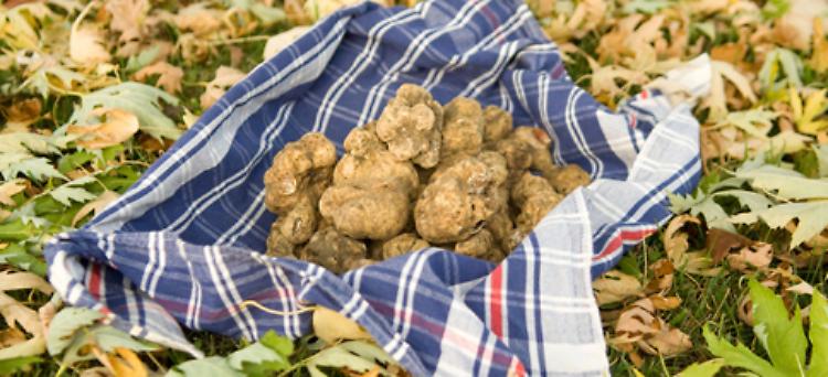 Tuberfood - Fiera del Tartufo a Mantova 
