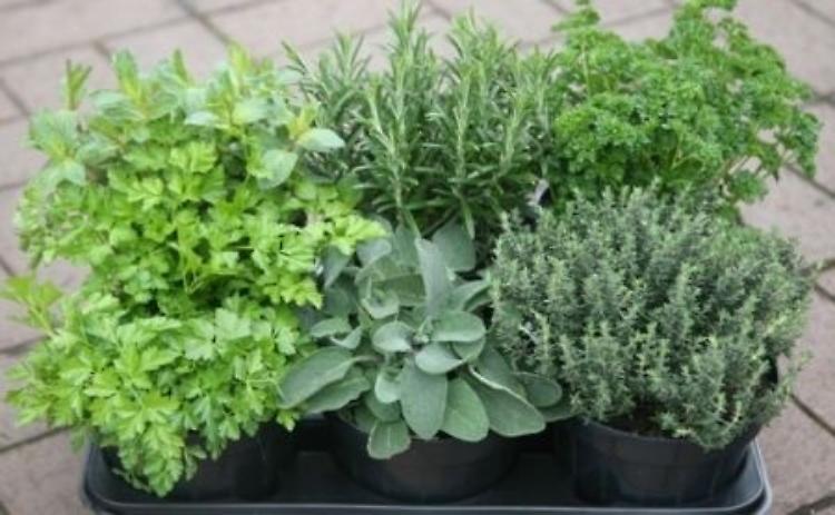Cogita et labora: aromatiche non solo in cucina a Milano