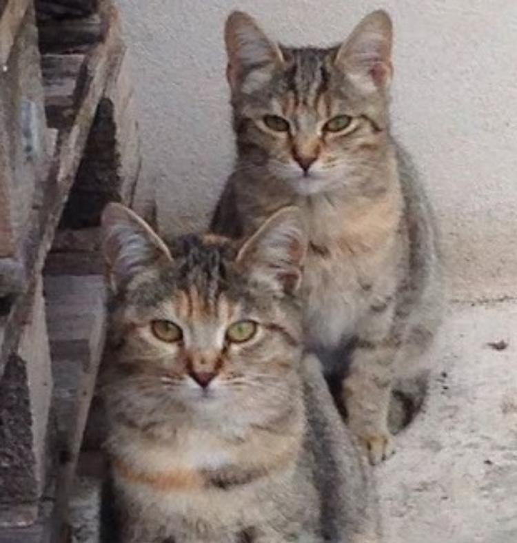 Angeli della Bassa: sos gatti abbandonati
