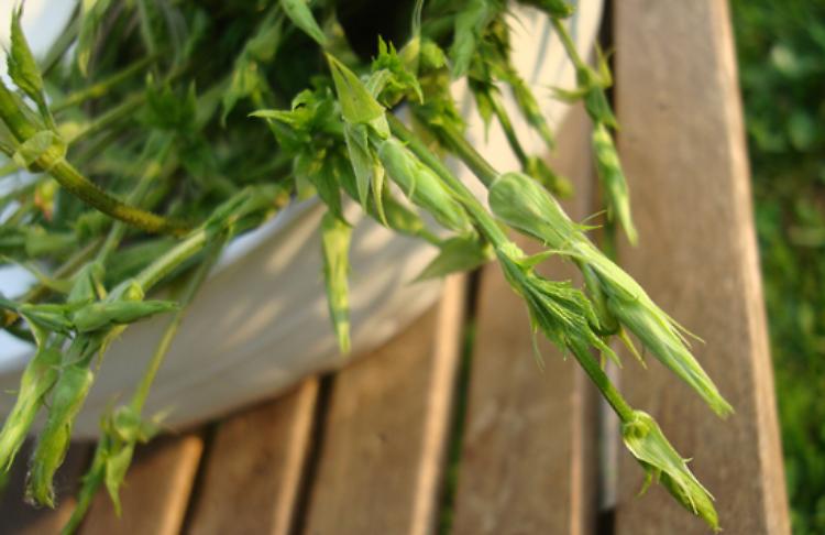 Luartìs, cibo e natura in tavola, dall'8 maggio al l'11 giugno