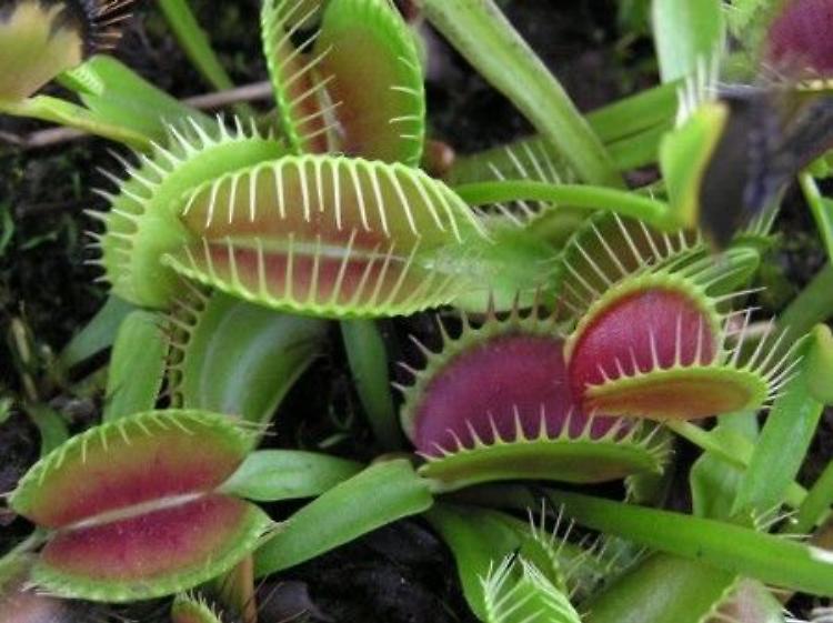 Le piante carnivore in mostra venerdì 10 nella sede del Politecnico