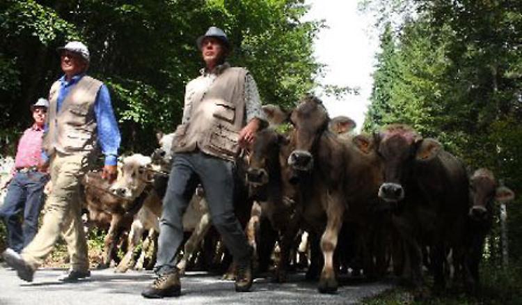 A Bressanvido (Vi) - L'antico rito della transumanza