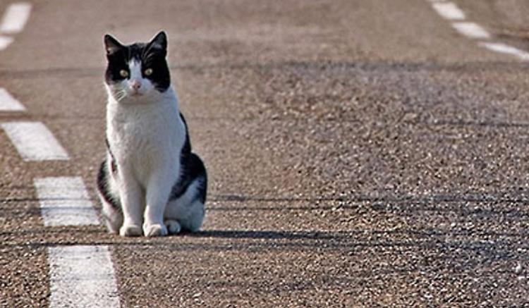 Gatto abbandonato in via Navaroli, appello della Lav