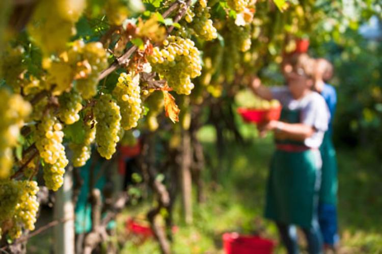 Progetto “Vini d’Alta Quota"ai piedi dell'Etna