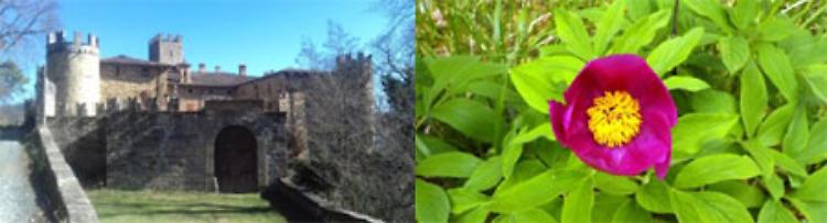 Fioritura delle peonie selvatiche, tra cascatelle e castelli dimenticati in Val Pessola