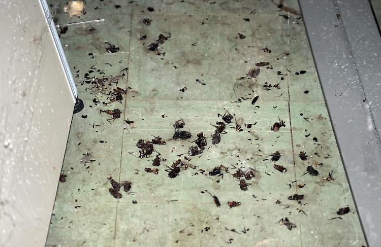 Scarafaggi ovunque nel sottoscala della scuola