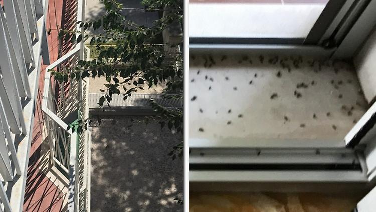 Palazzo invaso dagli insetti: "Non ne possiamo pi&ugrave;"