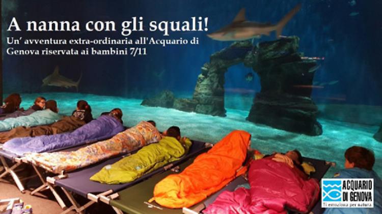 Notte con gli squali