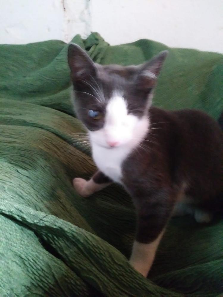 Trovato gatto nella piattaforma ecologica di Sospiro