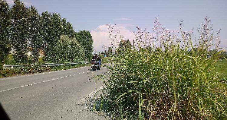 Vegetazioni fuori controllo, le provinciali sono un pericolo