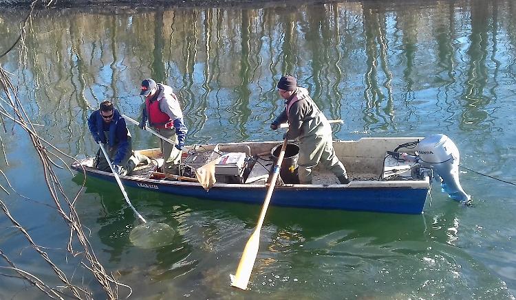 Siluri, la Regione all'attacco. Fondi per debellare la specie