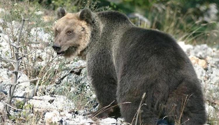  Preso e di nuovo in fuga l'orso M49 