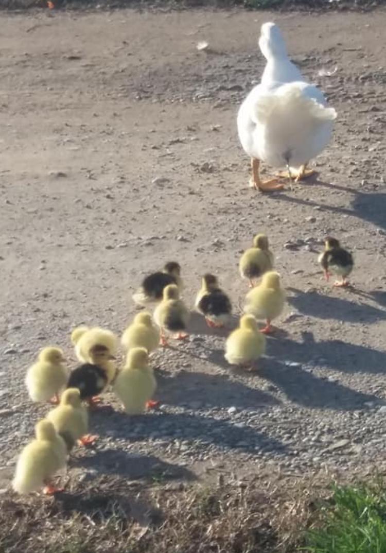 Il parto che salva il Naviglio: nati 14 anatroccoli