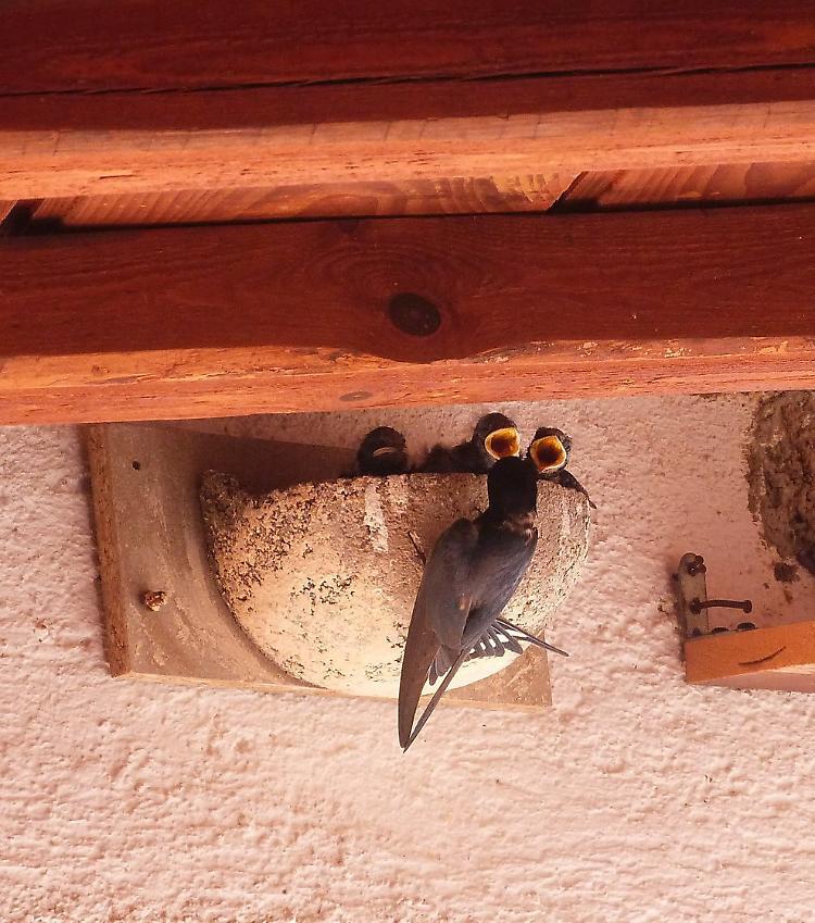 Ecco Hirundo, l&rsquo;hotel delle rondini in riva al Grande Fiume