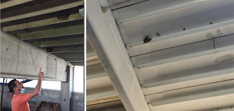 Il capannone diventa una casa per le rondini