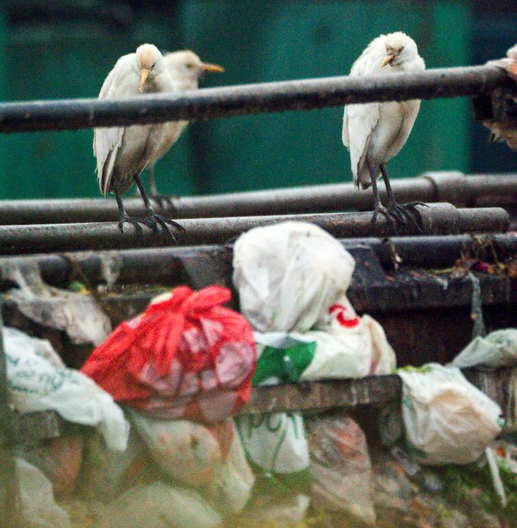 Discarica shock: gli uccelli padroni dell'immondizia