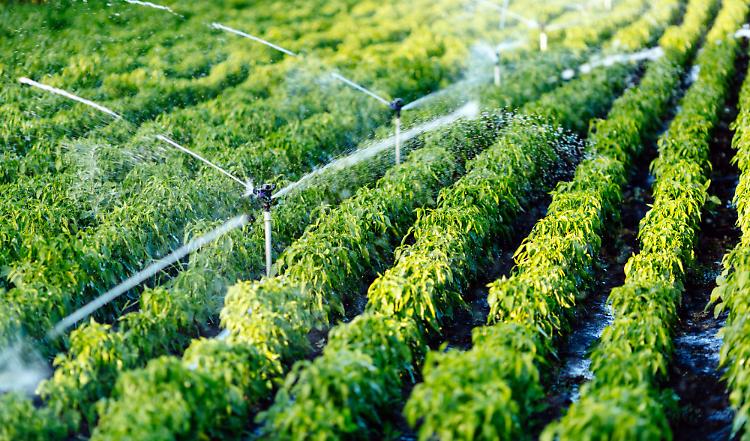 Confagricoltura: "Innovazione delle reti idriche per un uso efficiente e consapevole dell'acqua"