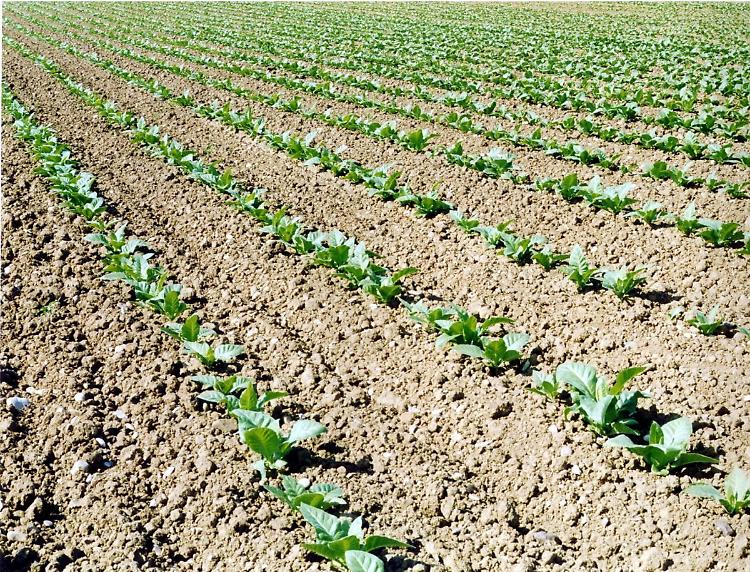 Tabacco, Fit "Anche da OMS rischio duro colpo per il settore"