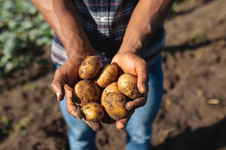 World Food Day, "Potatoes Forever!" celebra la sostenibilit&agrave;
