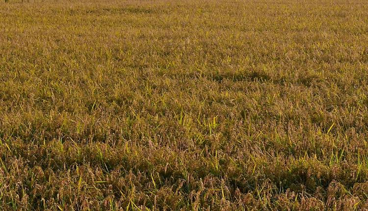 Agricoltura, Assofertilizzanti "Da stop urea rischio perdite fino a 45%"