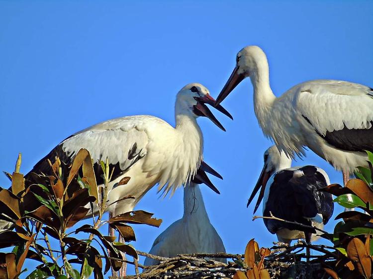 Cicogne ospiti in paese,  uno dei piccoli resta folgorato