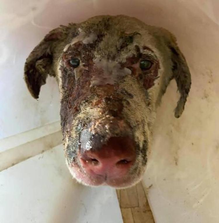 Morto Angelo, il cane pastore simbolo dei roghi in Sardegna