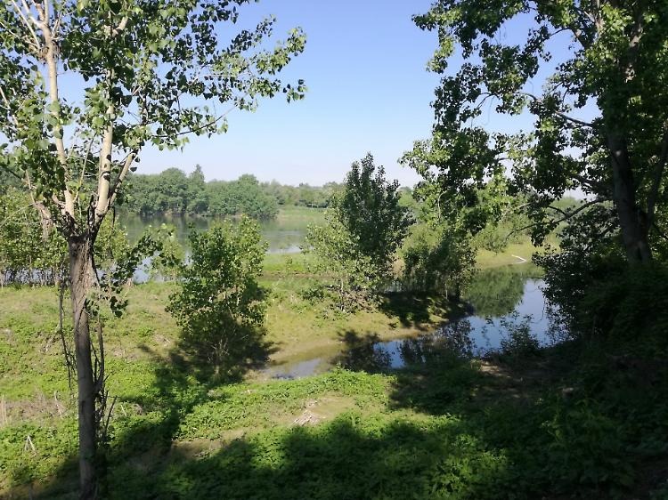 Immersione forestale al Parco Po