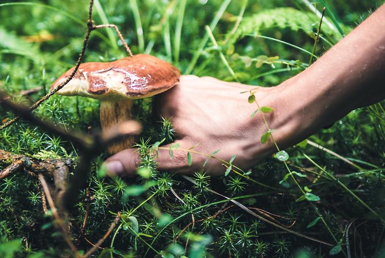 L'allarme: &laquo;Con un autunno cos&igrave; caldo sempre pi&ugrave; funghi mortali&raquo;