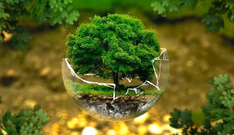 COP 26, Giansanti: fondamentale il primo impegno in arrivo per bloccare la deforestazione