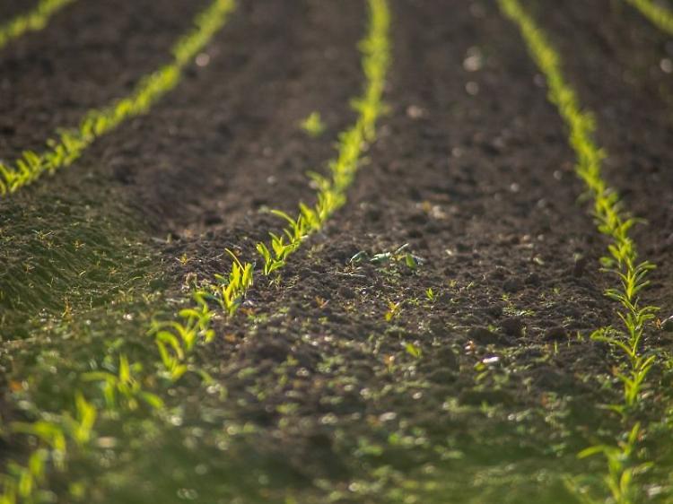 Agricoltura: Confagri, costi di produzione alle stelle