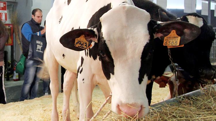 Fiere Zootecniche Internazionali, l'allestimento prende forma