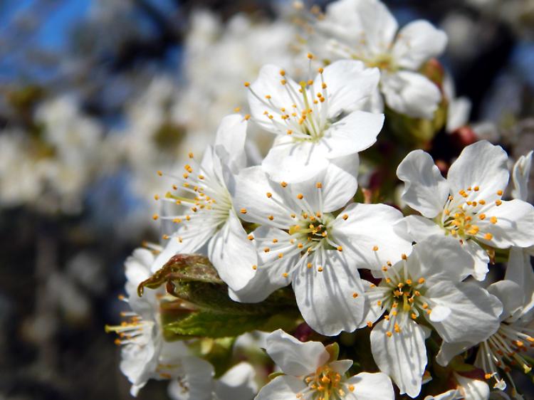 Festa dei Ciliegi in Fiore con camminata e musica